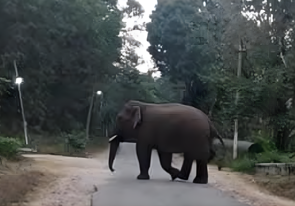 ಕಟ್ಟೆಪುರ ಅರಣ್ಯ ಮತ್ತು ವನ್ಯಜೀವಿ ಸಂಬಂಧಿಸಿದ ಕಾರ್ಯಕ್ರಮಗಳು